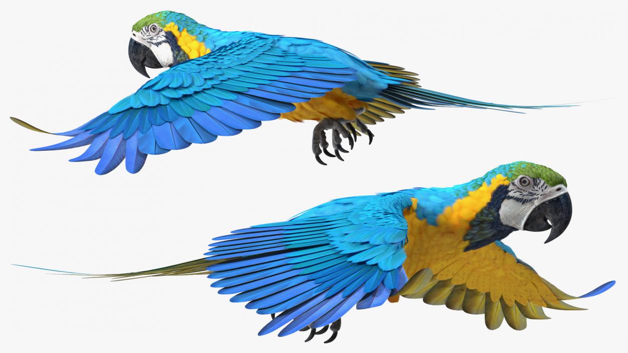 3D model Blue and Yellow Macaw Parrot Rigged