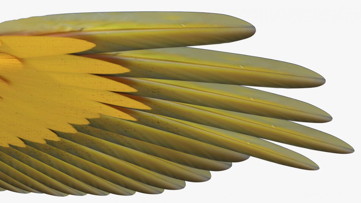 3D model Blue and Yellow Macaw Parrot Rigged