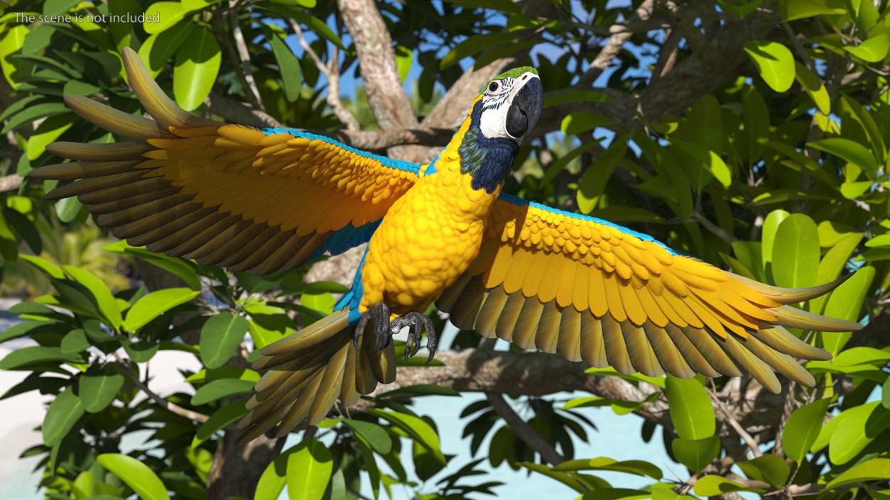 3D model Blue and Yellow Macaw Parrot Rigged