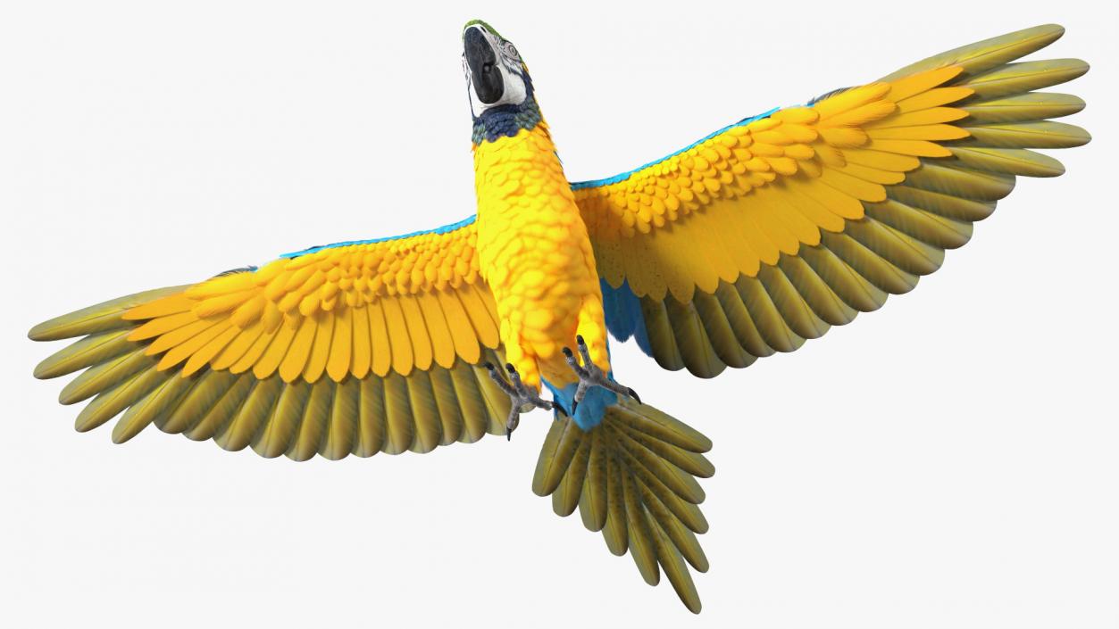 3D model Blue and Yellow Macaw Parrot Rigged