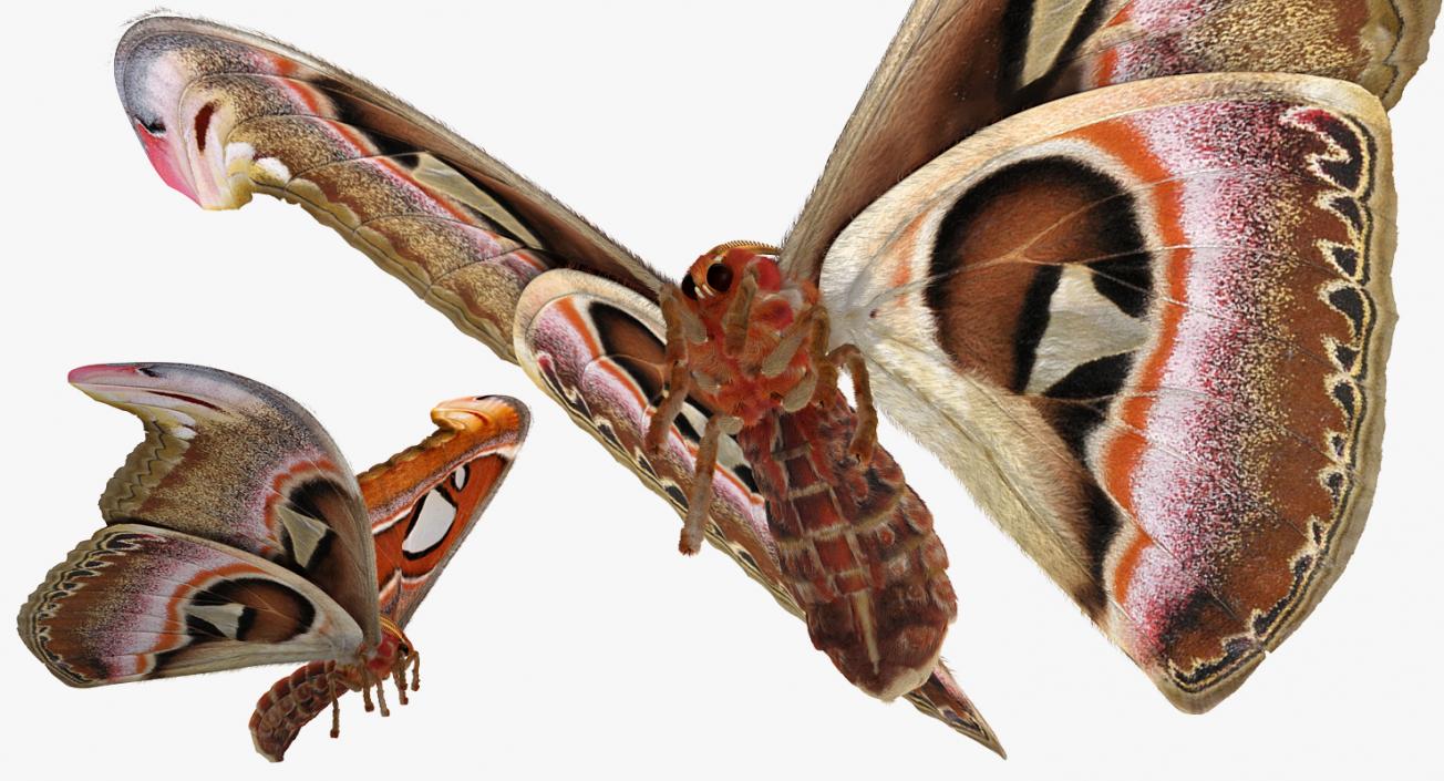 Attacus Atlas Moth Flying Pose with Fur 3D model