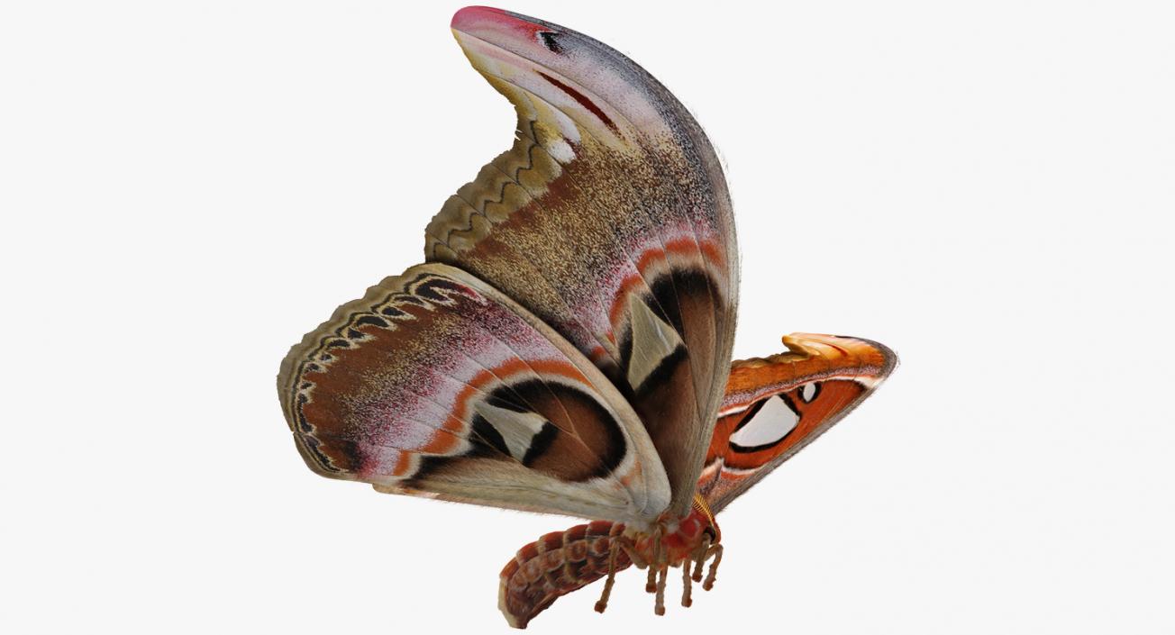 Attacus Atlas Moth Flying Pose with Fur 3D model