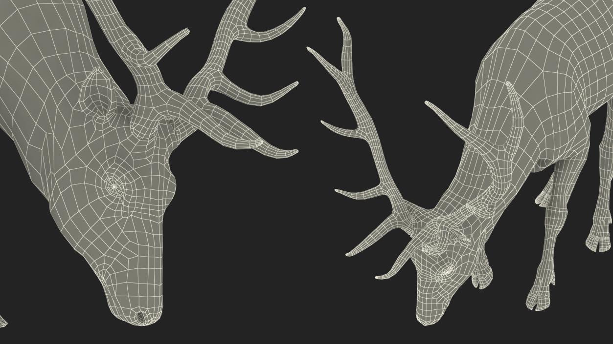 Cervus Canadensis 3D