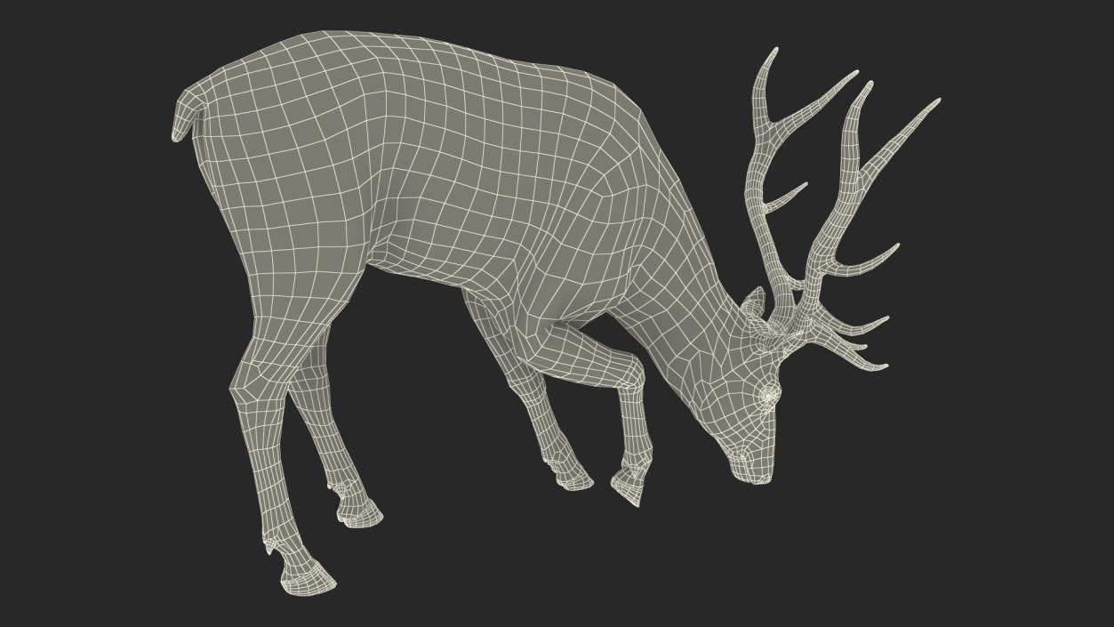 Cervus Canadensis 3D