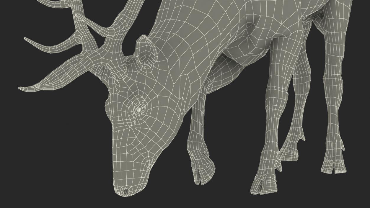 Cervus Canadensis 3D