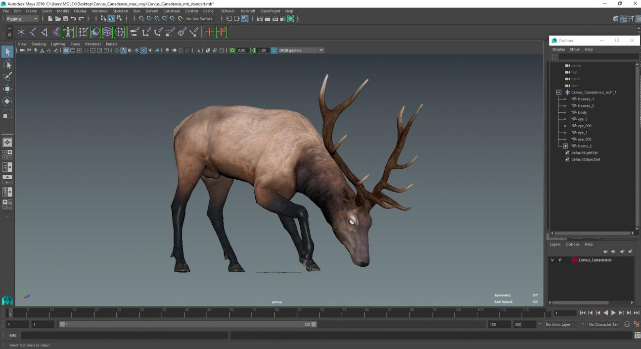 Cervus Canadensis 3D