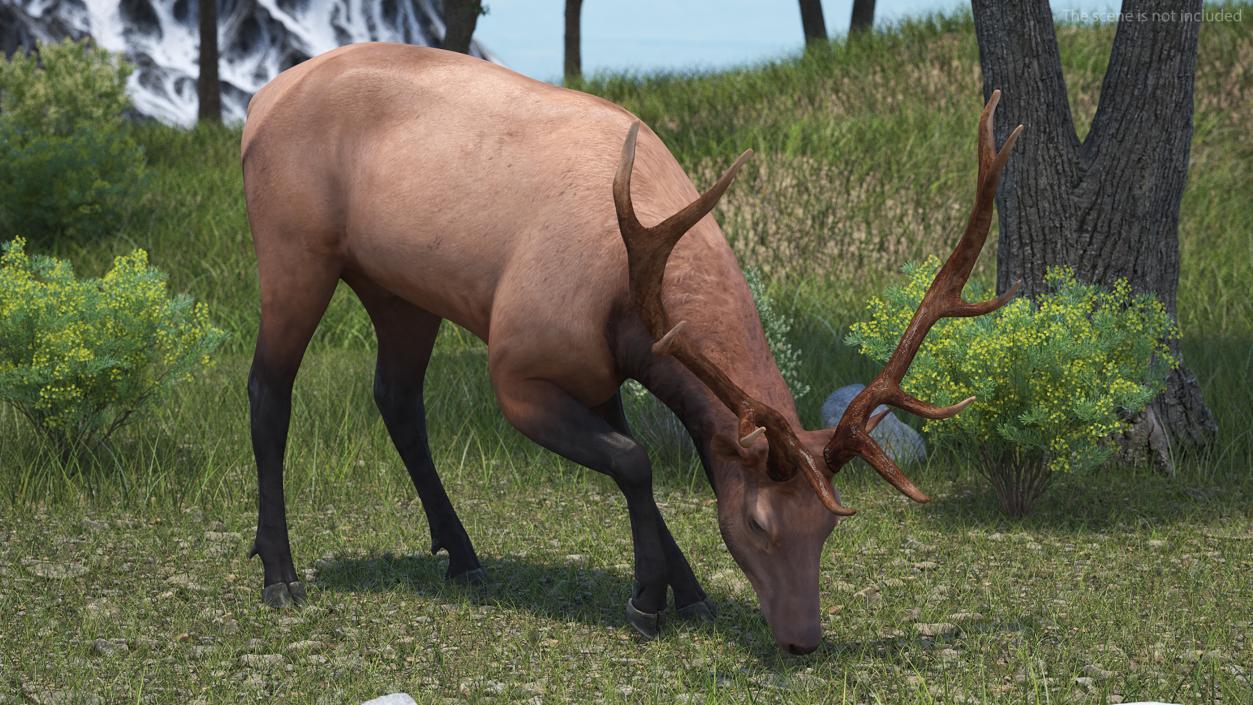 Cervus Canadensis 3D