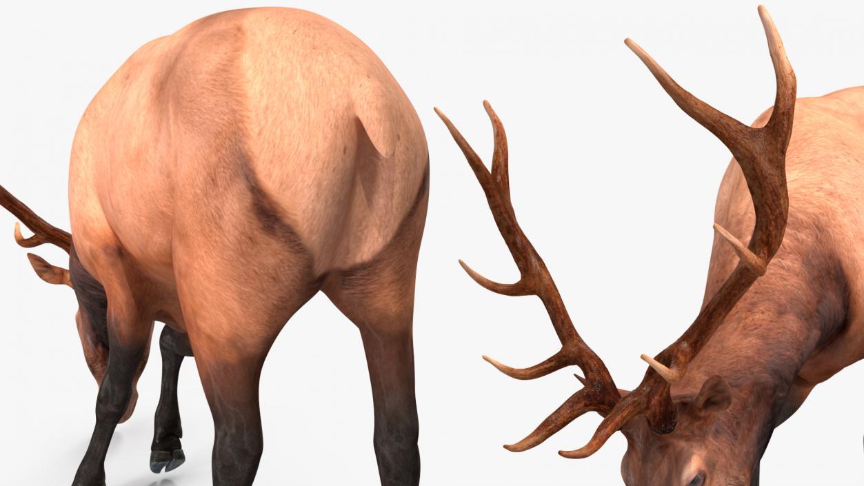 Cervus Canadensis 3D