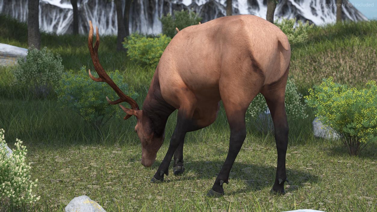 Cervus Canadensis 3D