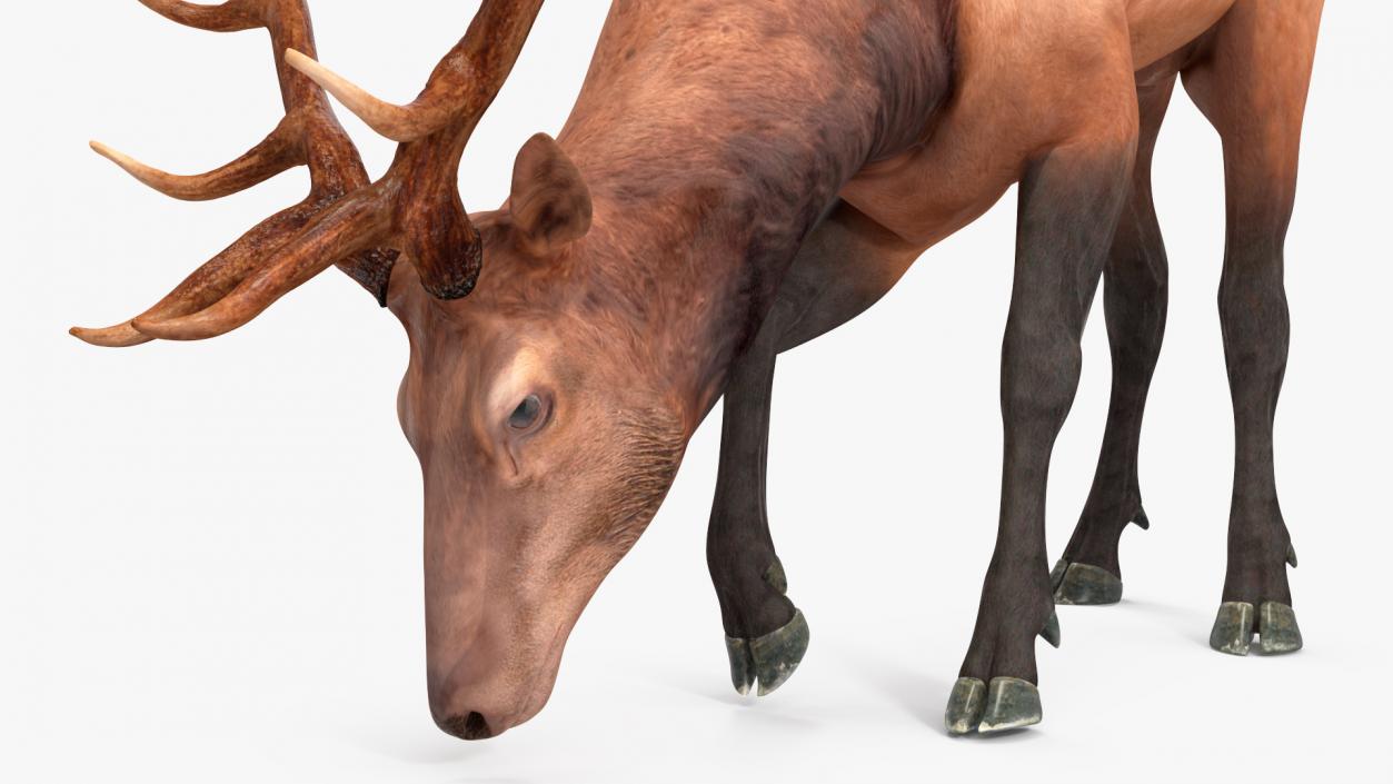 Cervus Canadensis 3D