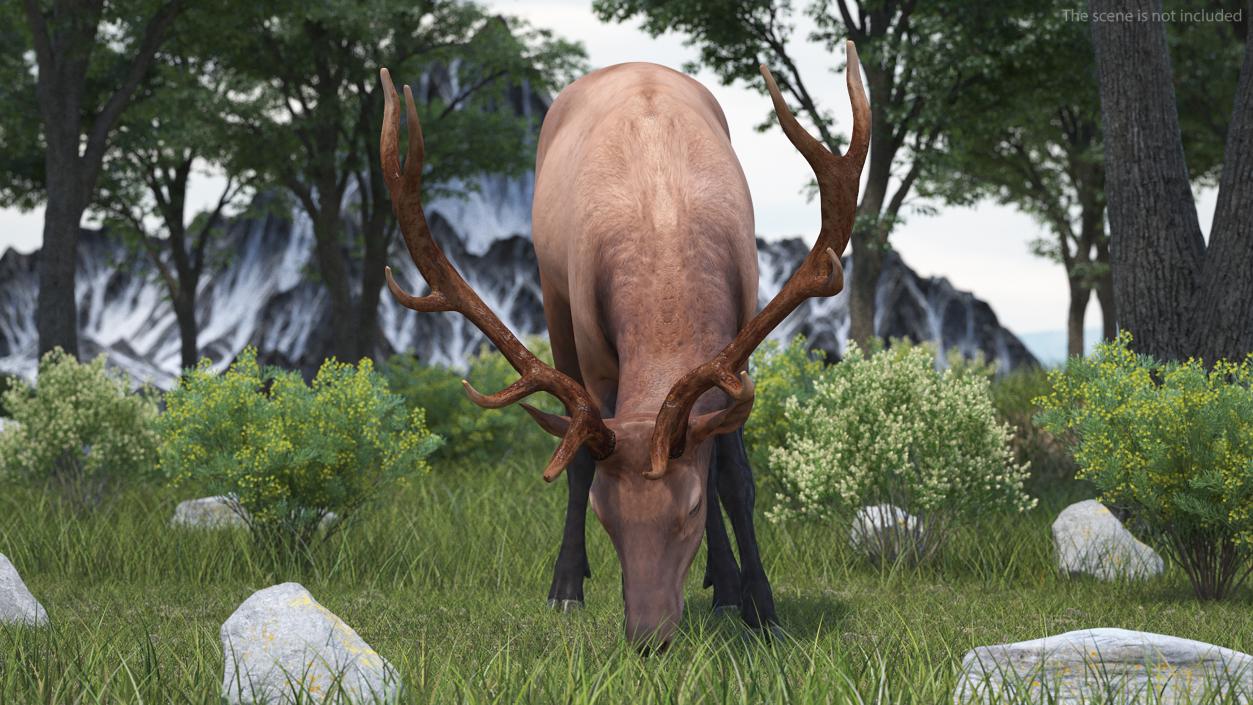 Cervus Canadensis 3D