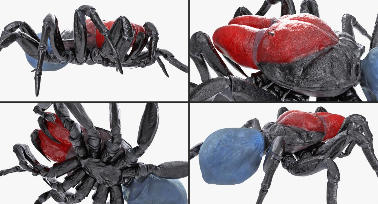 3D Missulena Spider