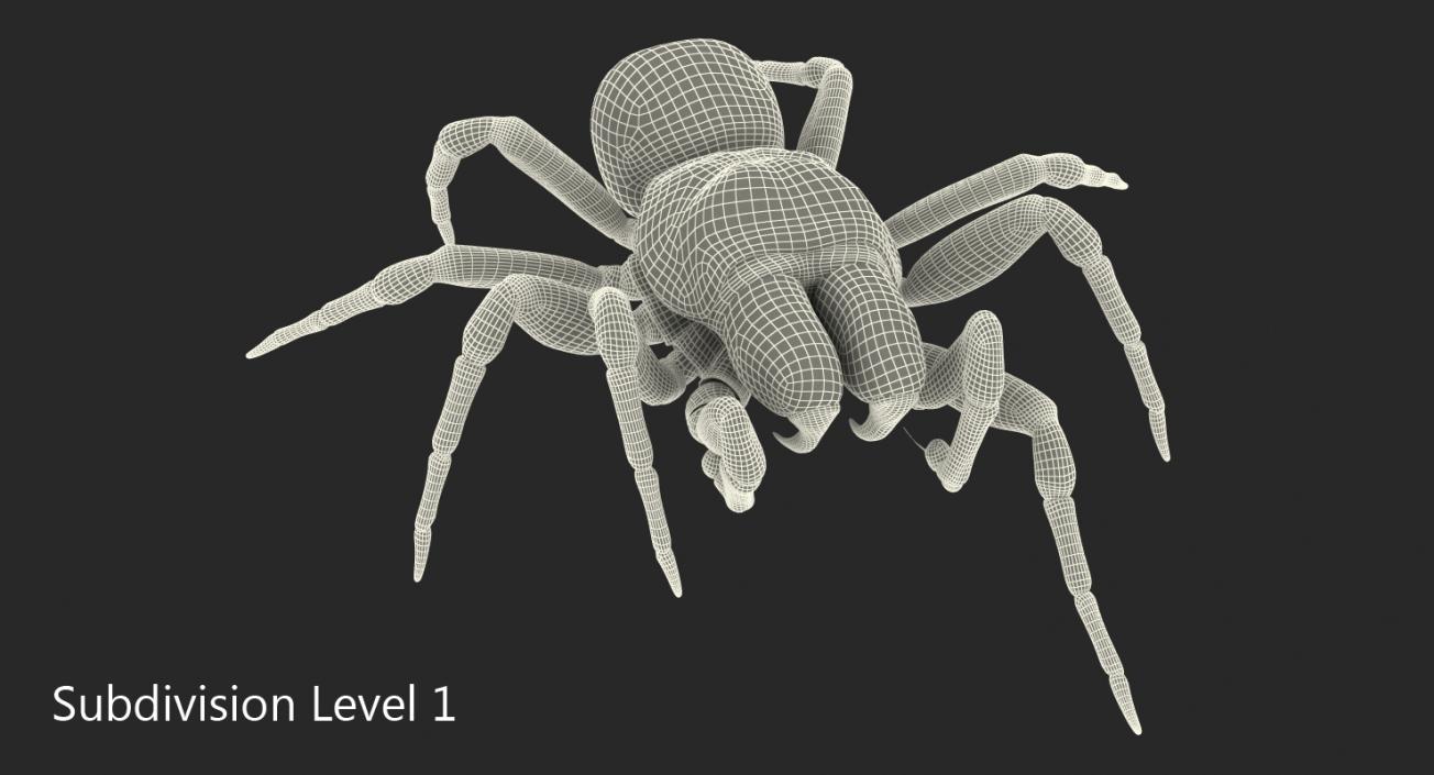 3D Missulena Spider