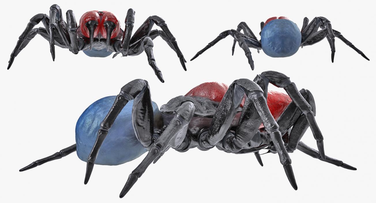 3D Missulena Spider