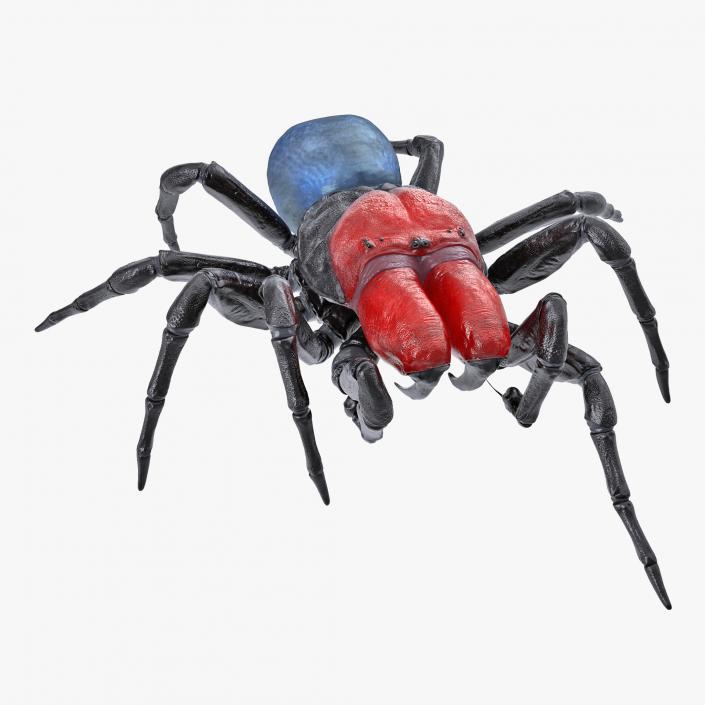 3D Missulena Spider