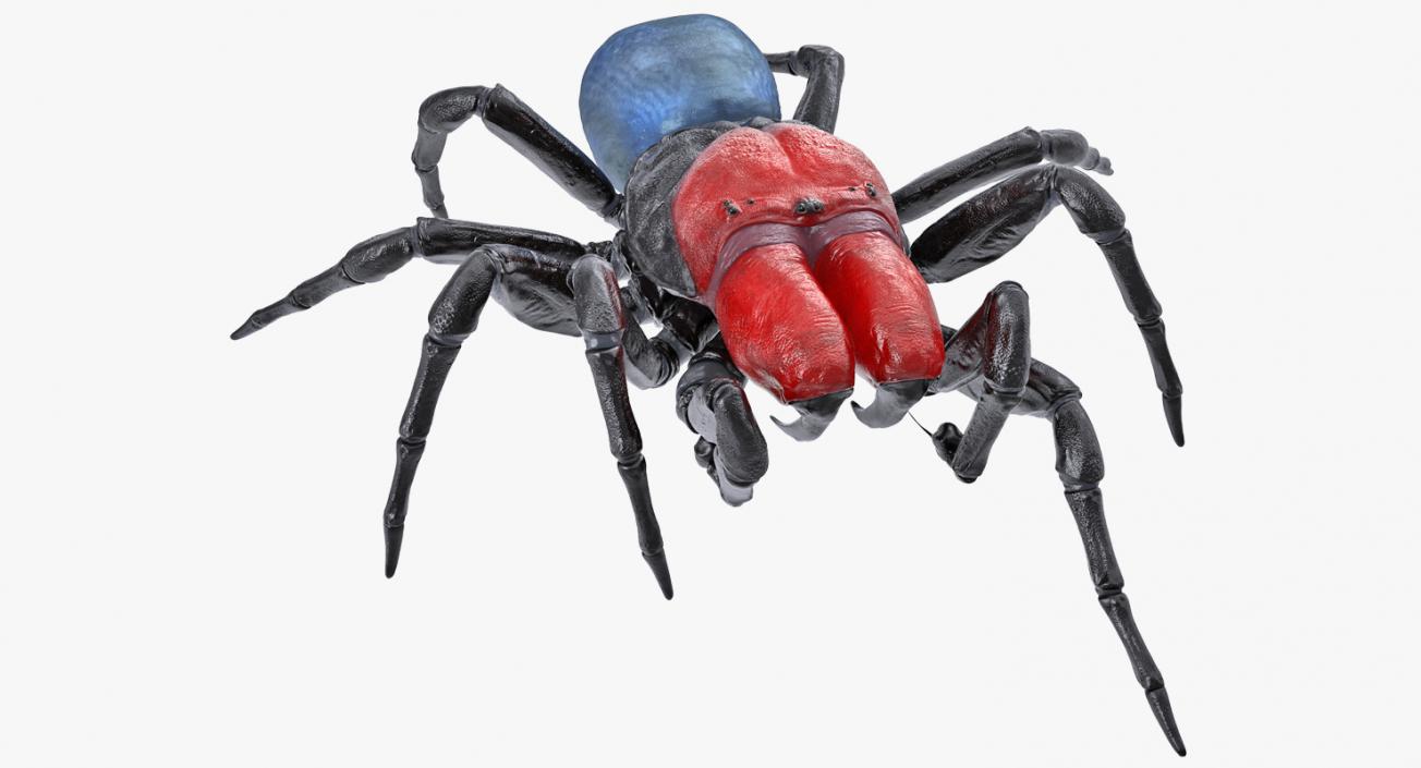 3D Missulena Spider