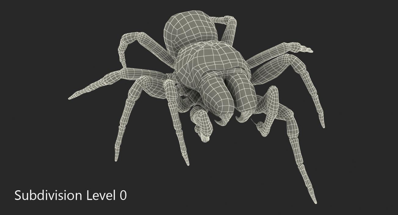 3D Missulena Spider