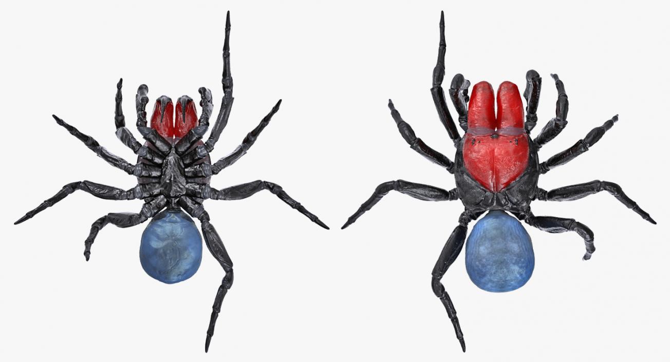 3D Missulena Spider