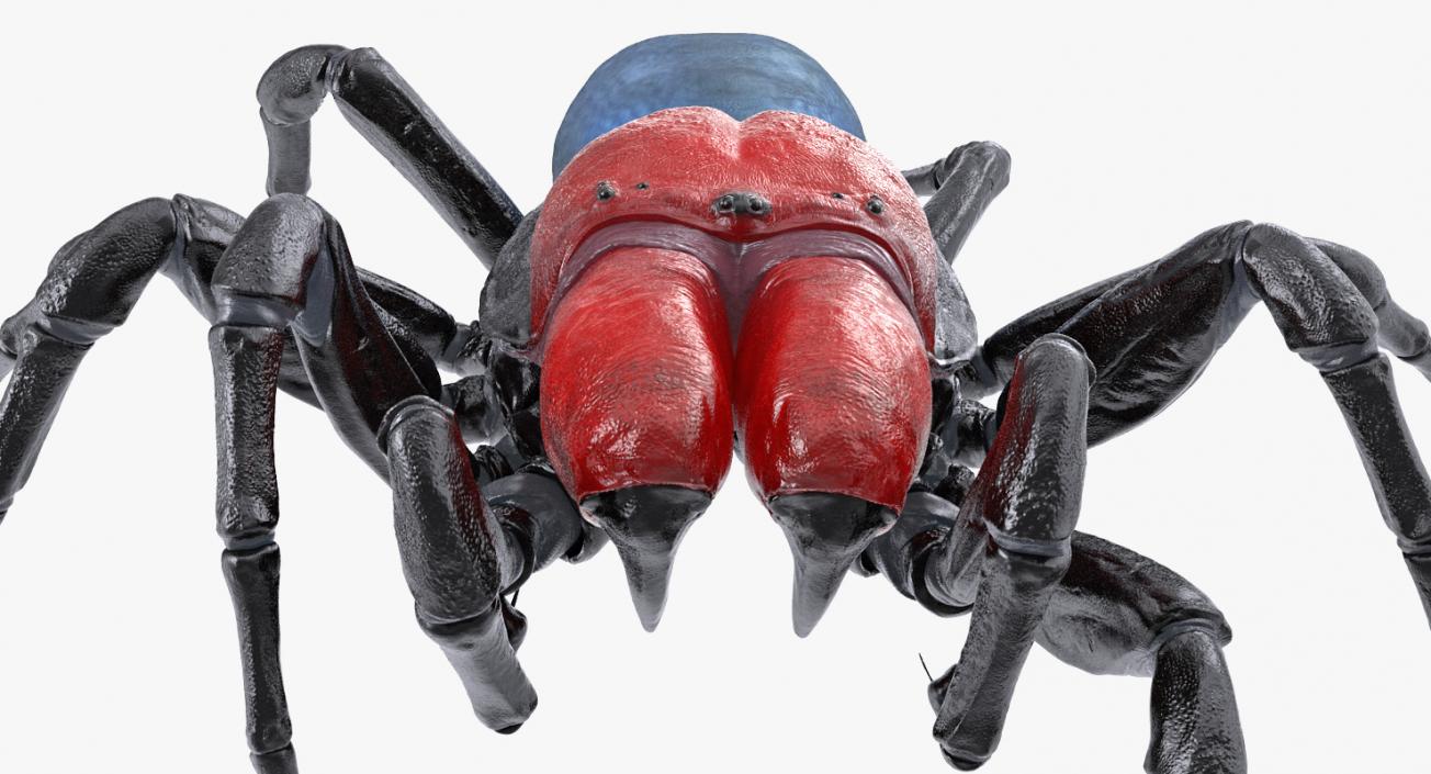 3D Missulena Spider