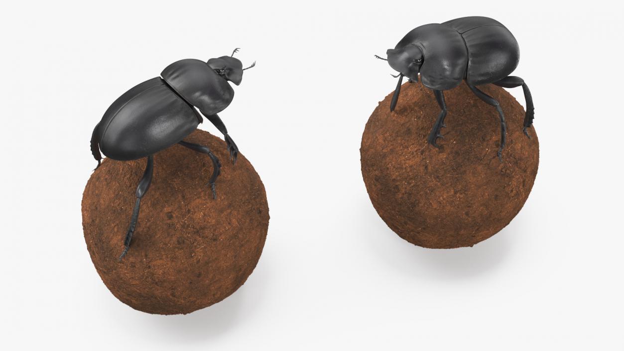 Dung Beetle on Dung Ball 3D model