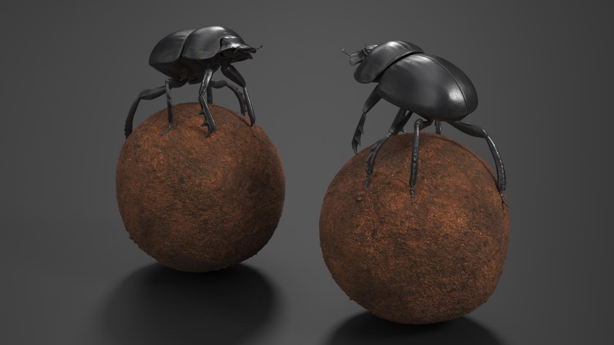 Dung Beetle on Dung Ball 3D model