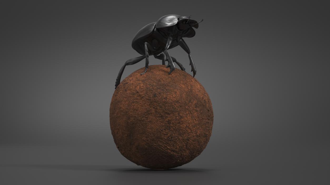 Dung Beetle on Dung Ball 3D model