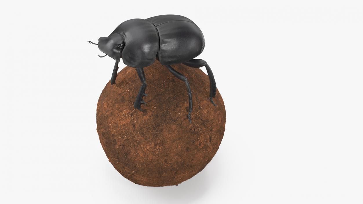 Dung Beetle on Dung Ball 3D model