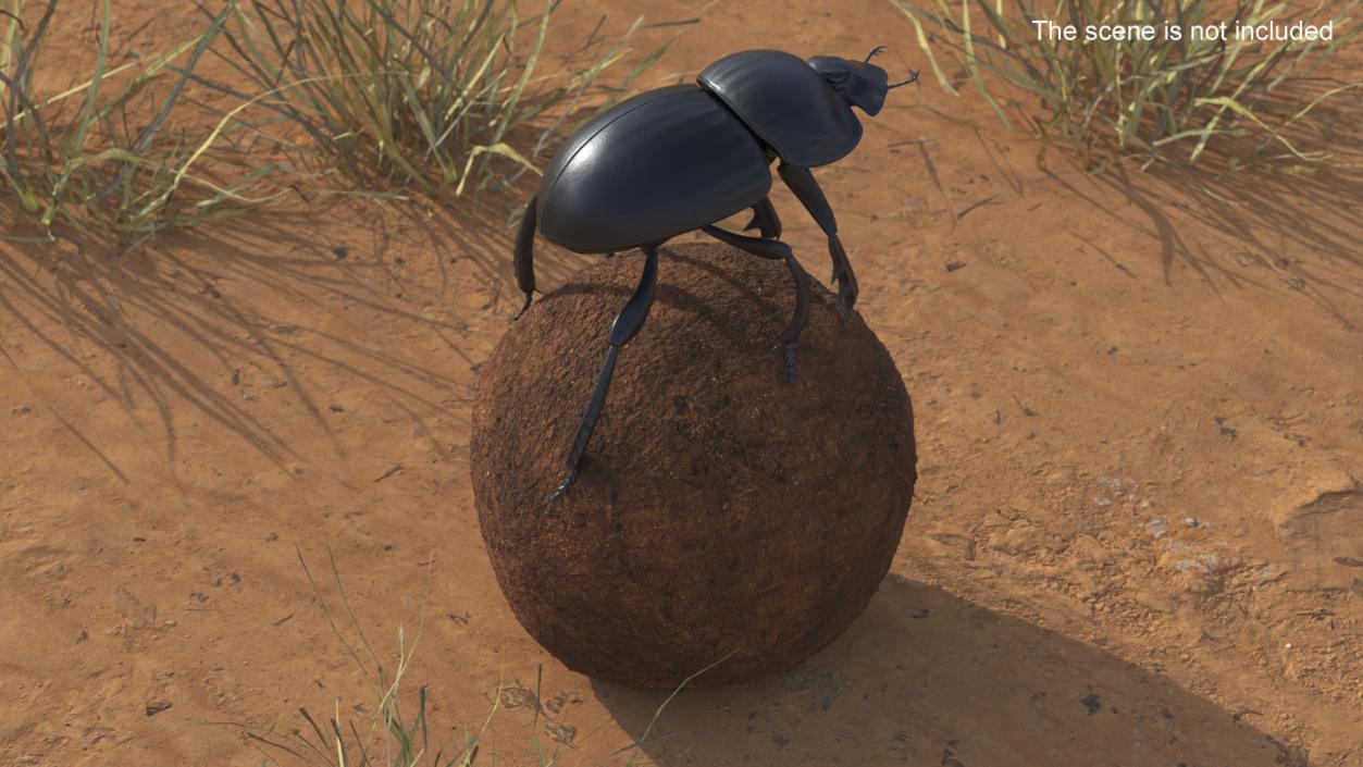 Dung Beetle on Dung Ball 3D model