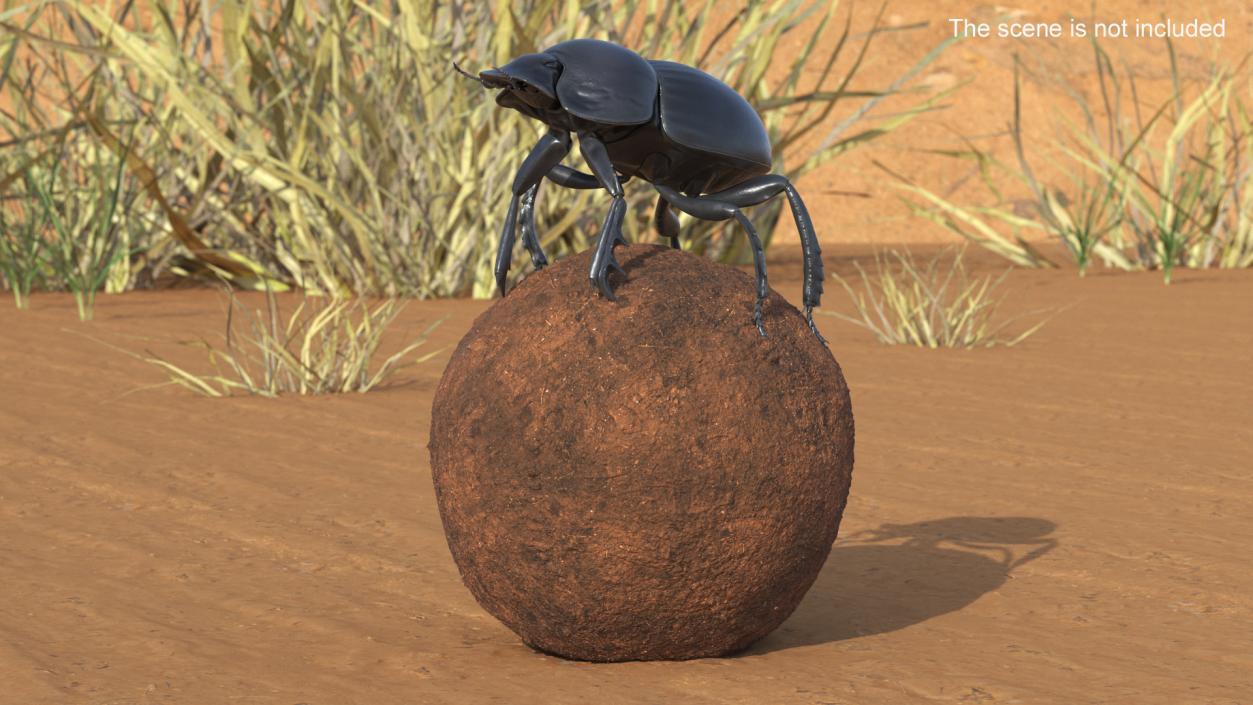 Dung Beetle on Dung Ball 3D model