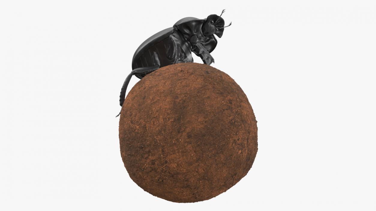 Dung Beetle on Dung Ball 3D model