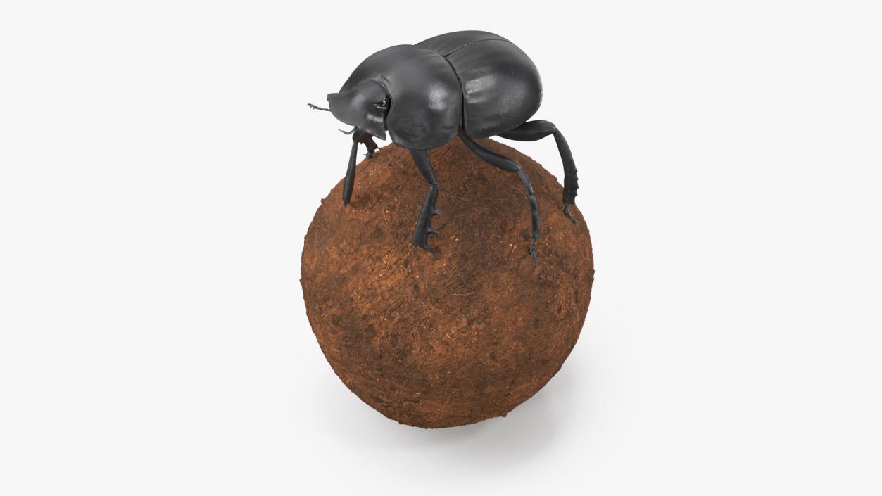 Dung Beetle on Dung Ball 3D model