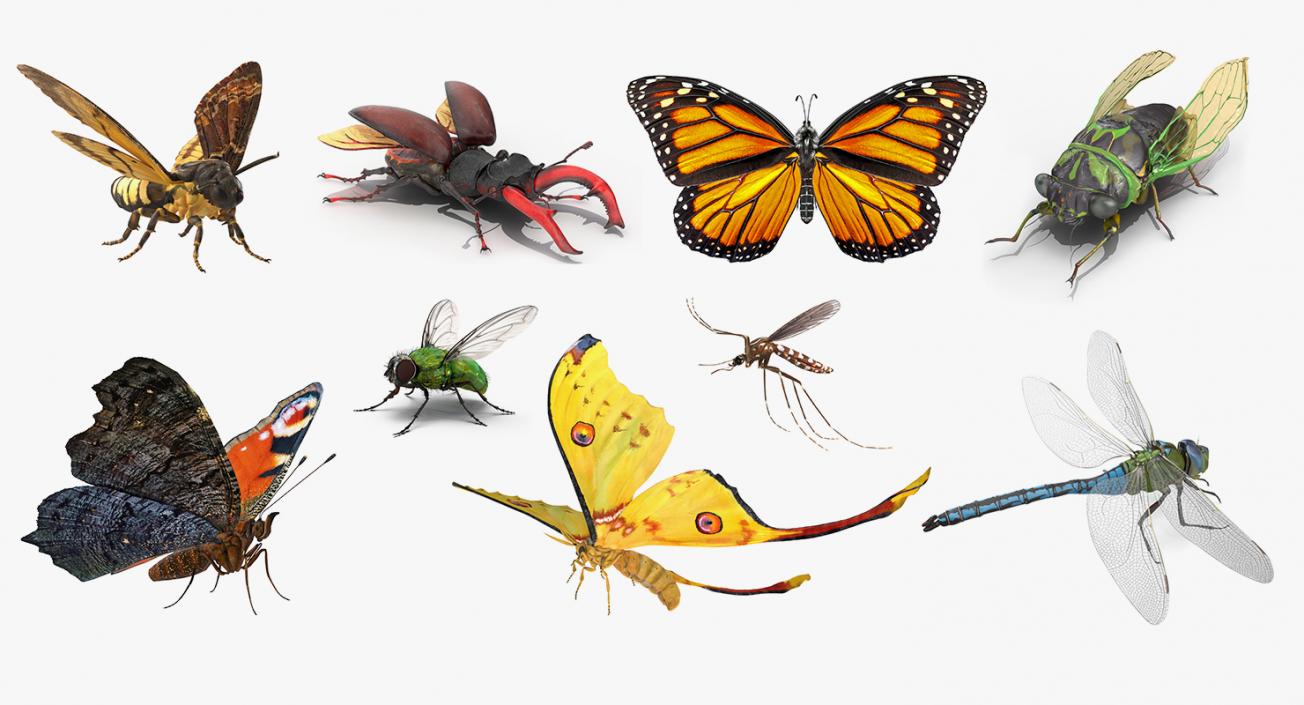 Rigged Flying Insects Collection 4 3D model