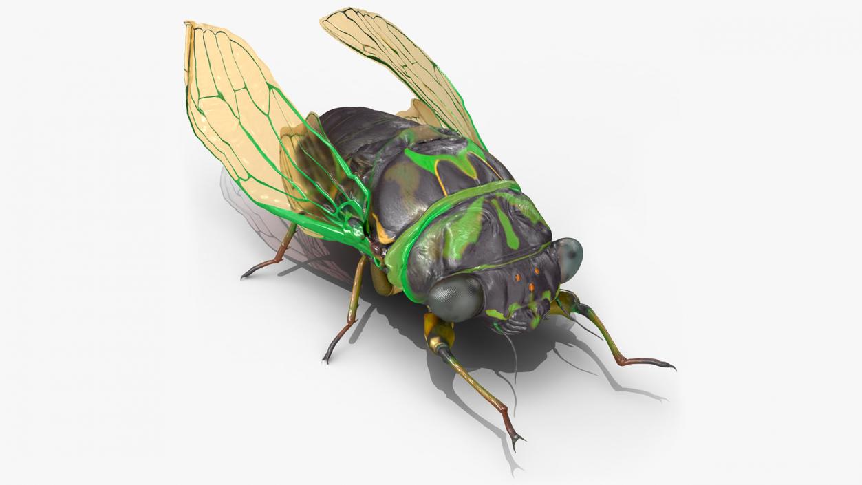 Rigged Flying Insects Collection 4 3D model