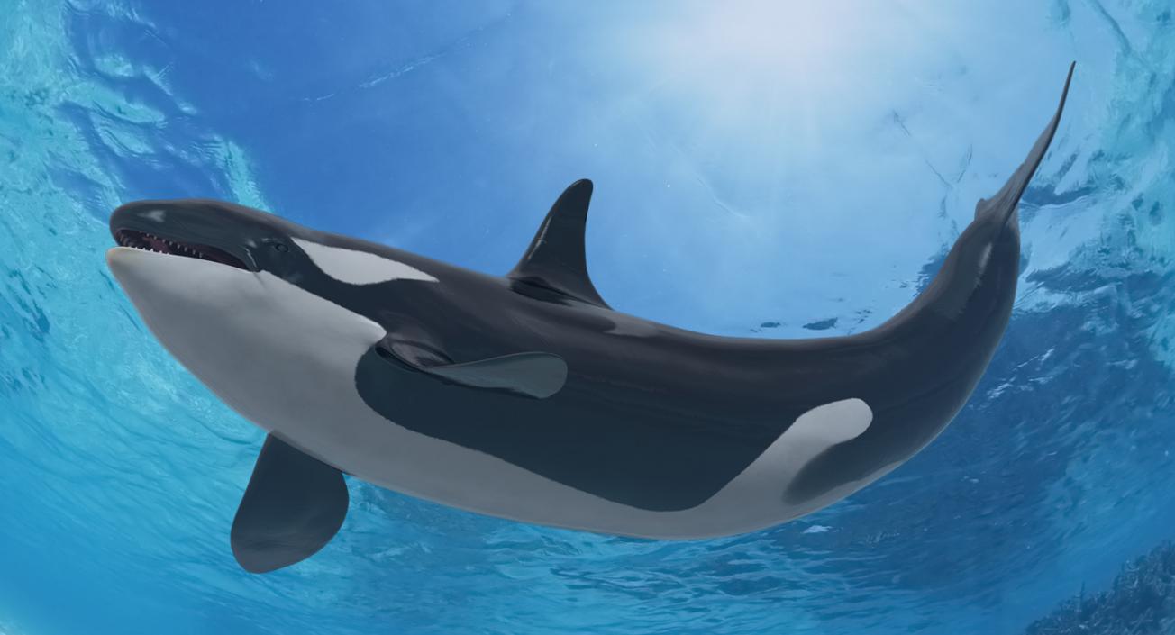 3D model Killer Whale Lies on the Floor