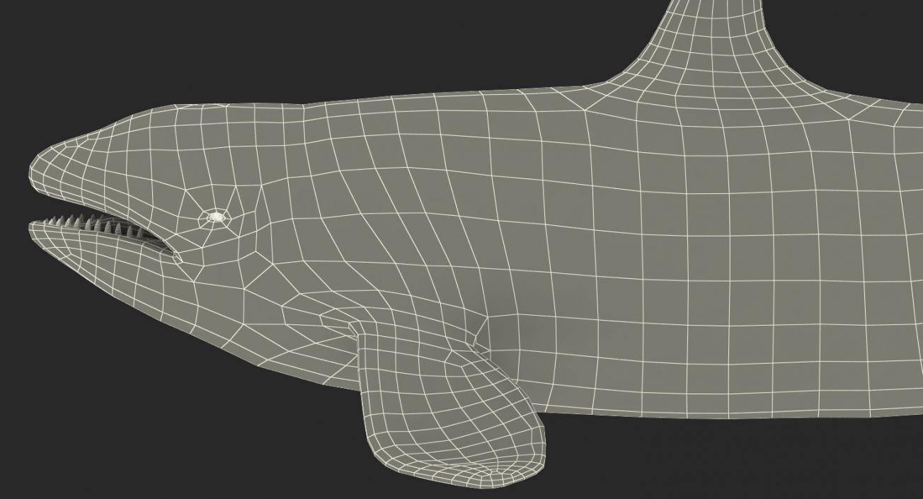 3D model Killer Whale Lies on the Floor