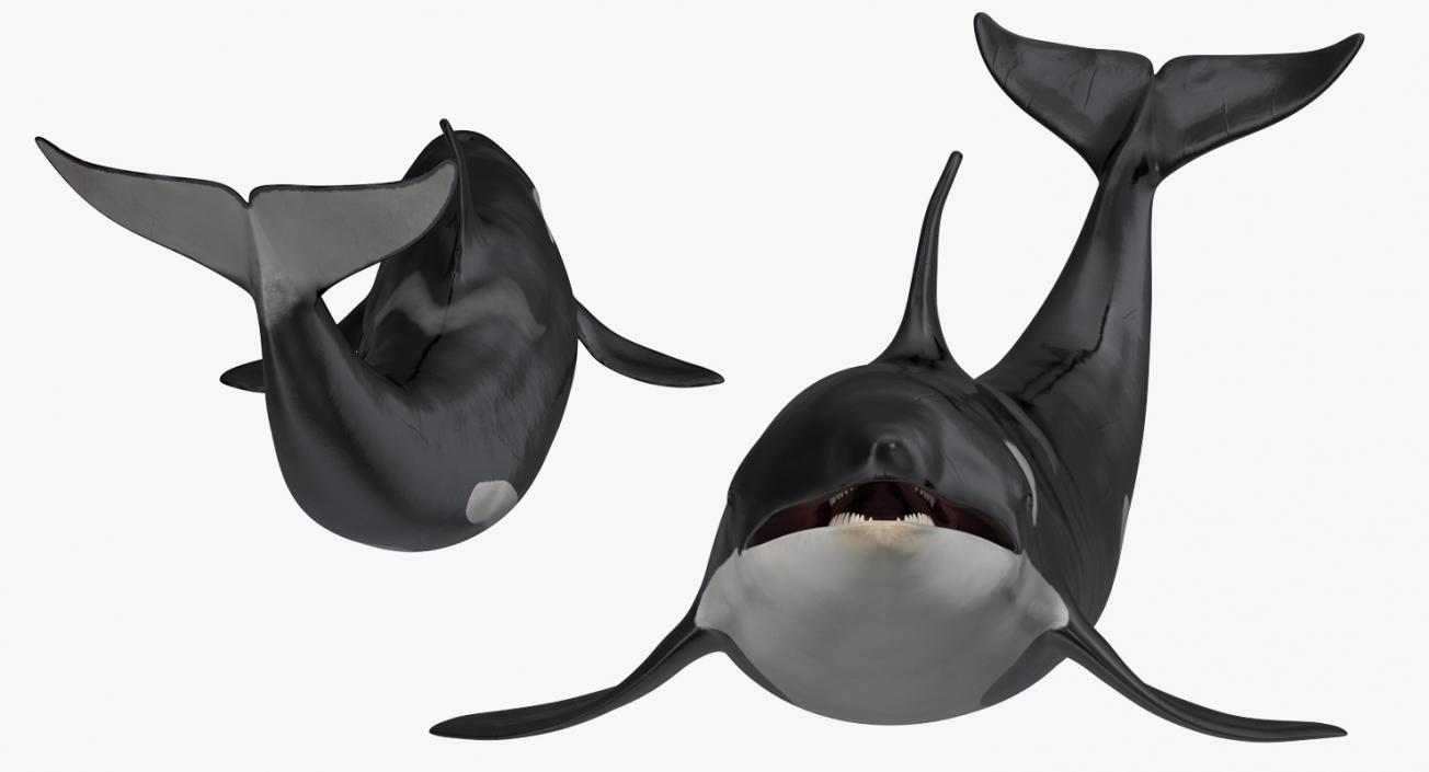 3D model Killer Whale Lies on the Floor