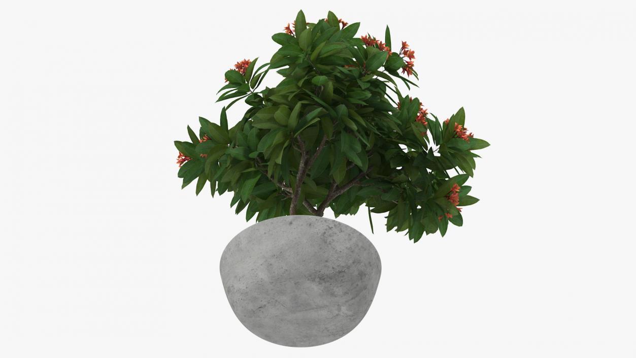 3D Flower Pot Plumeria Red model