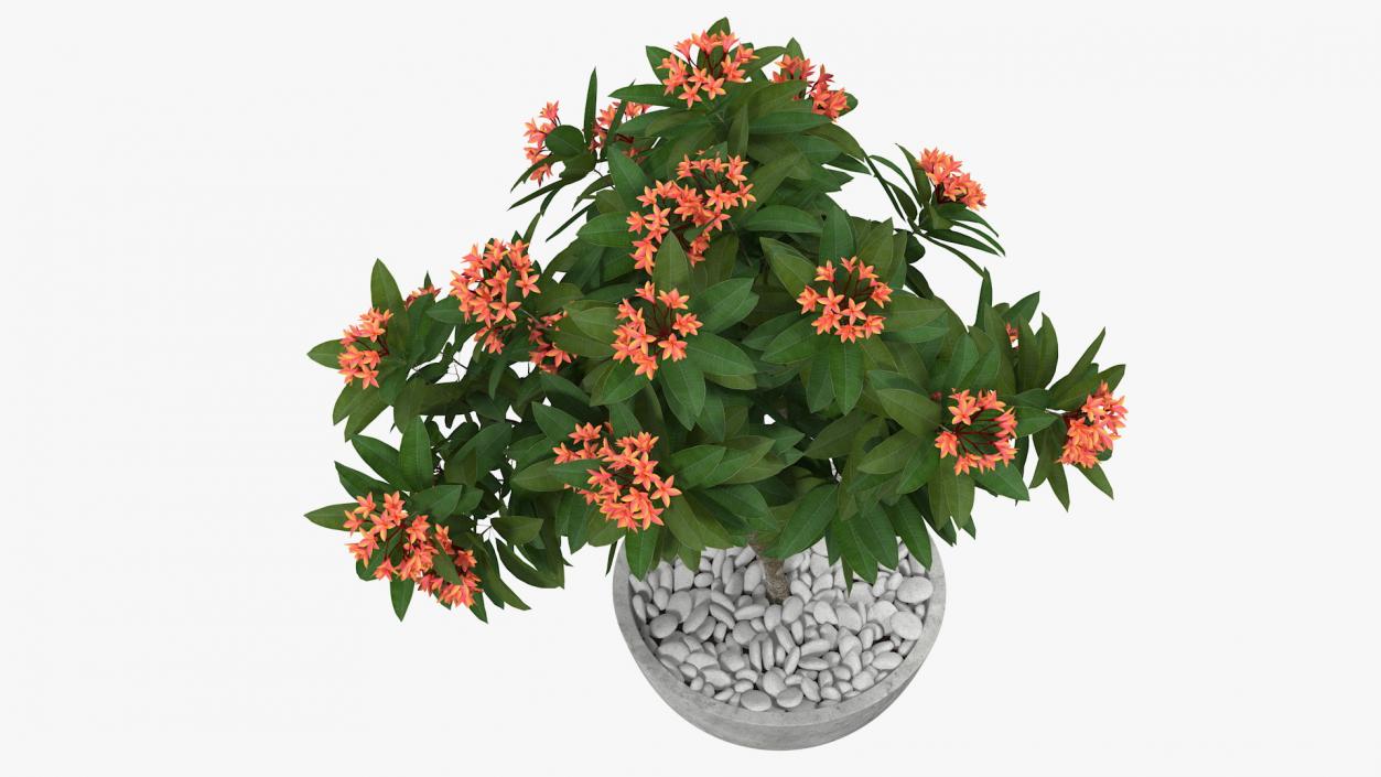 3D Flower Pot Plumeria Red model