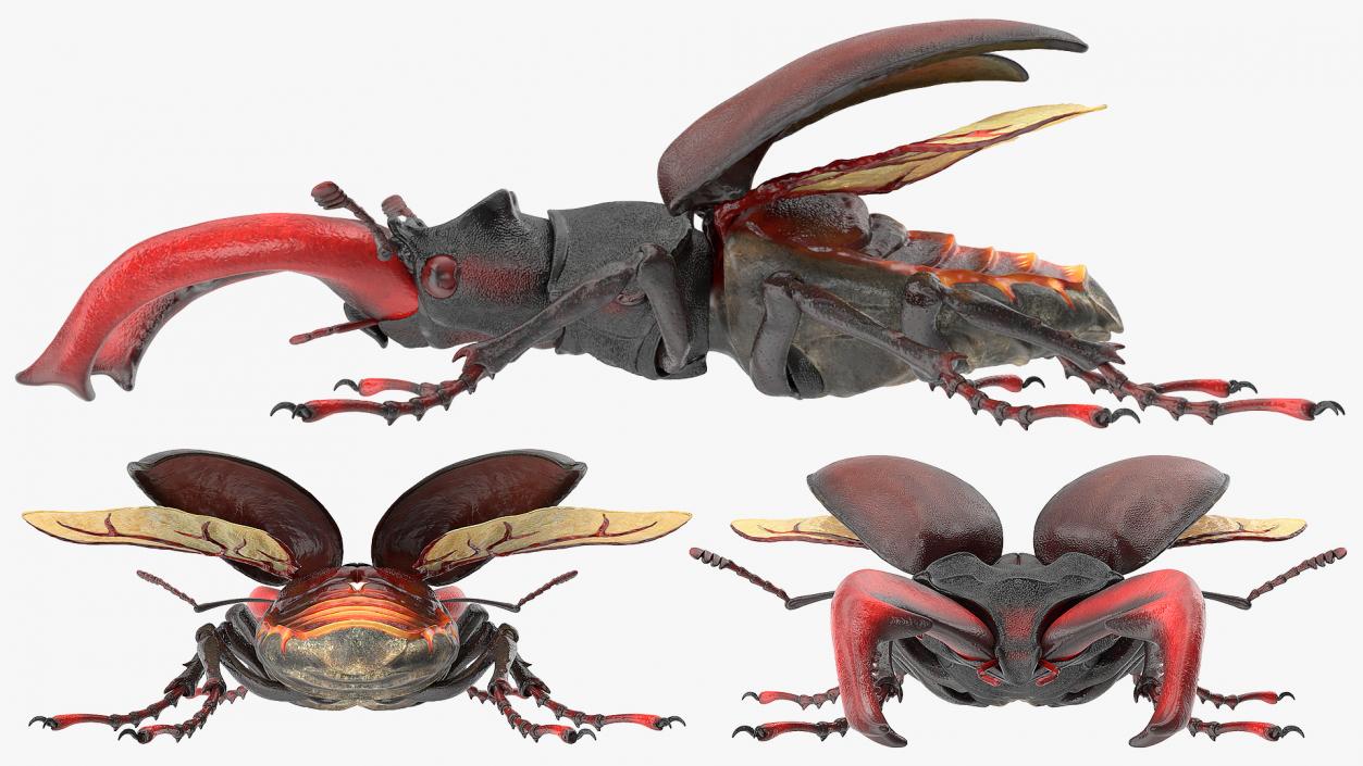 3D Lucanus Cervus Stag Beetle Rigged model