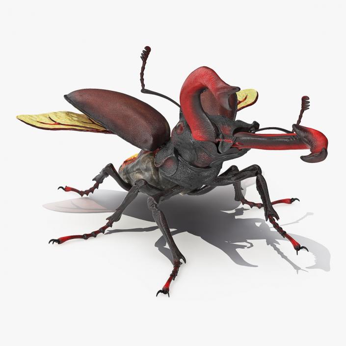 3D Lucanus Cervus Stag Beetle Rigged model