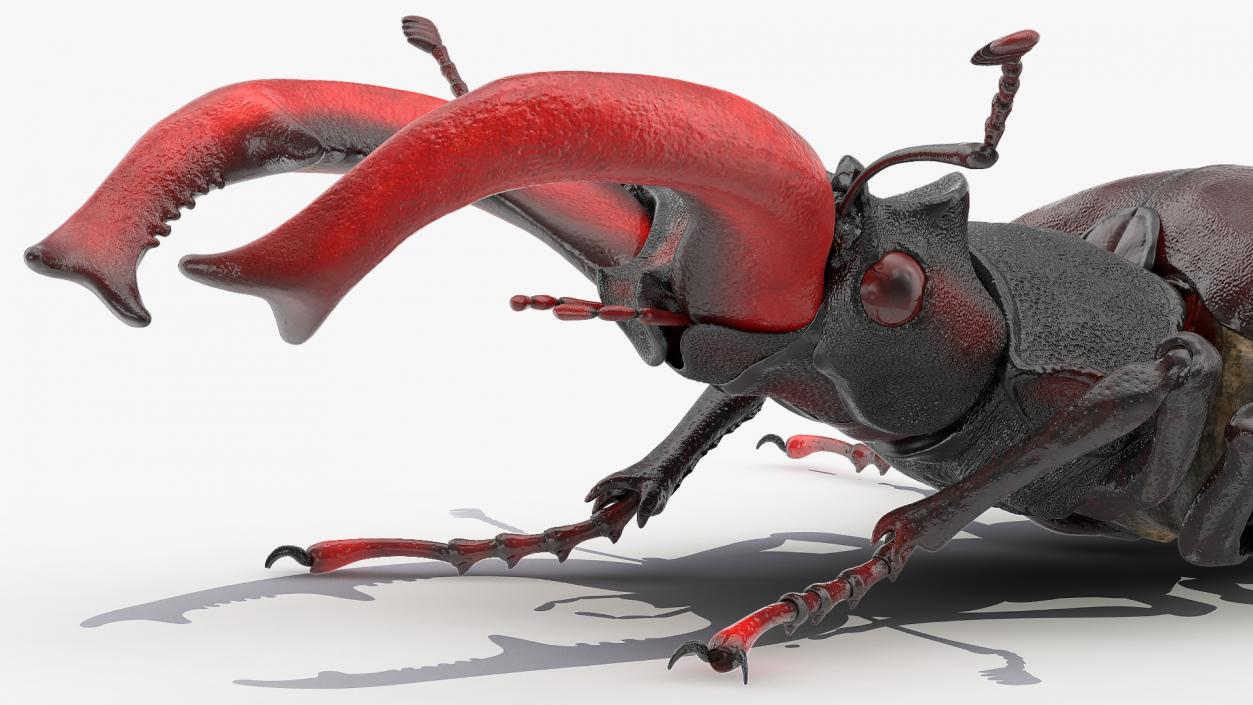 3D Lucanus Cervus Stag Beetle Rigged model