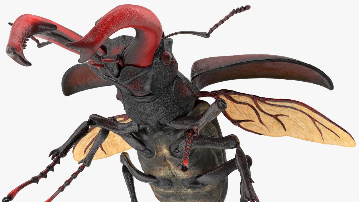 3D Lucanus Cervus Stag Beetle Rigged model