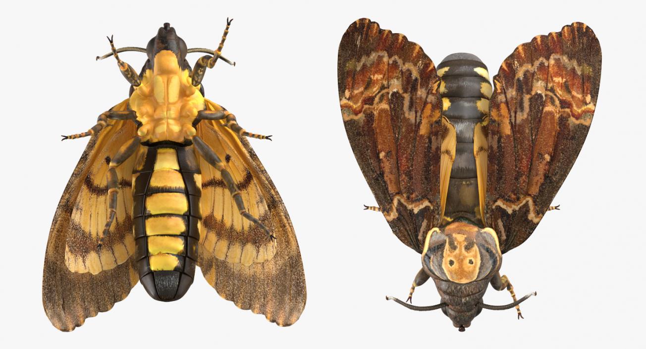 3D Acherontia Atropos model