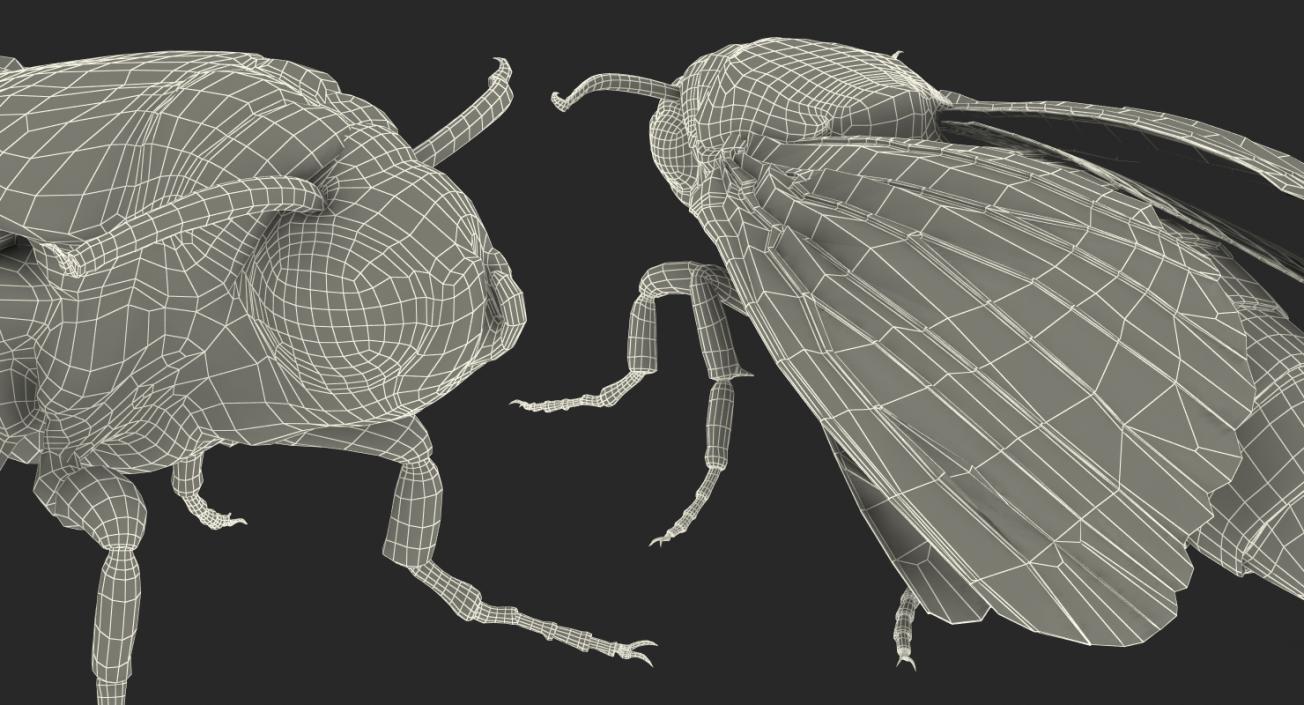 3D Acherontia Atropos model