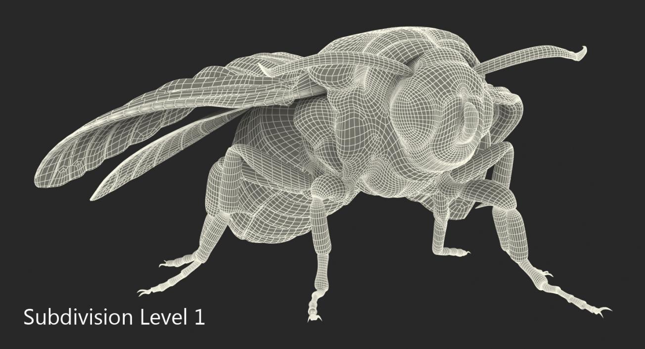 3D Acherontia Atropos model