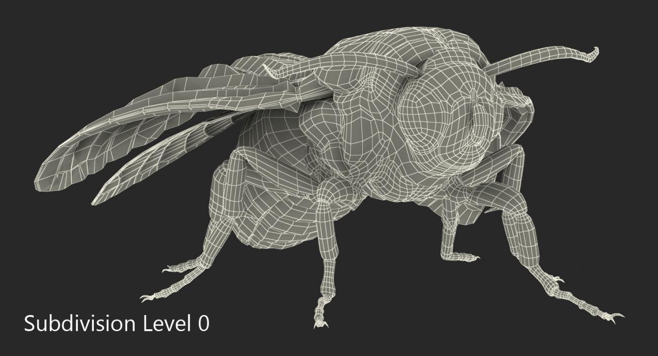 3D Acherontia Atropos model