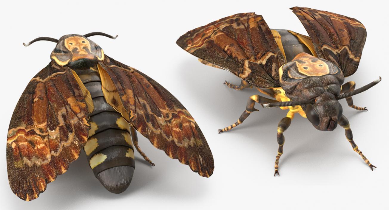 3D Acherontia Atropos model