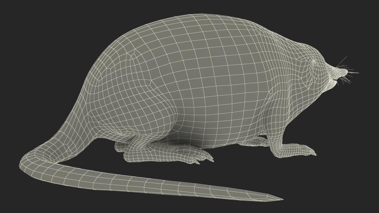 Desman Mammal Idle Pose Fur 3D