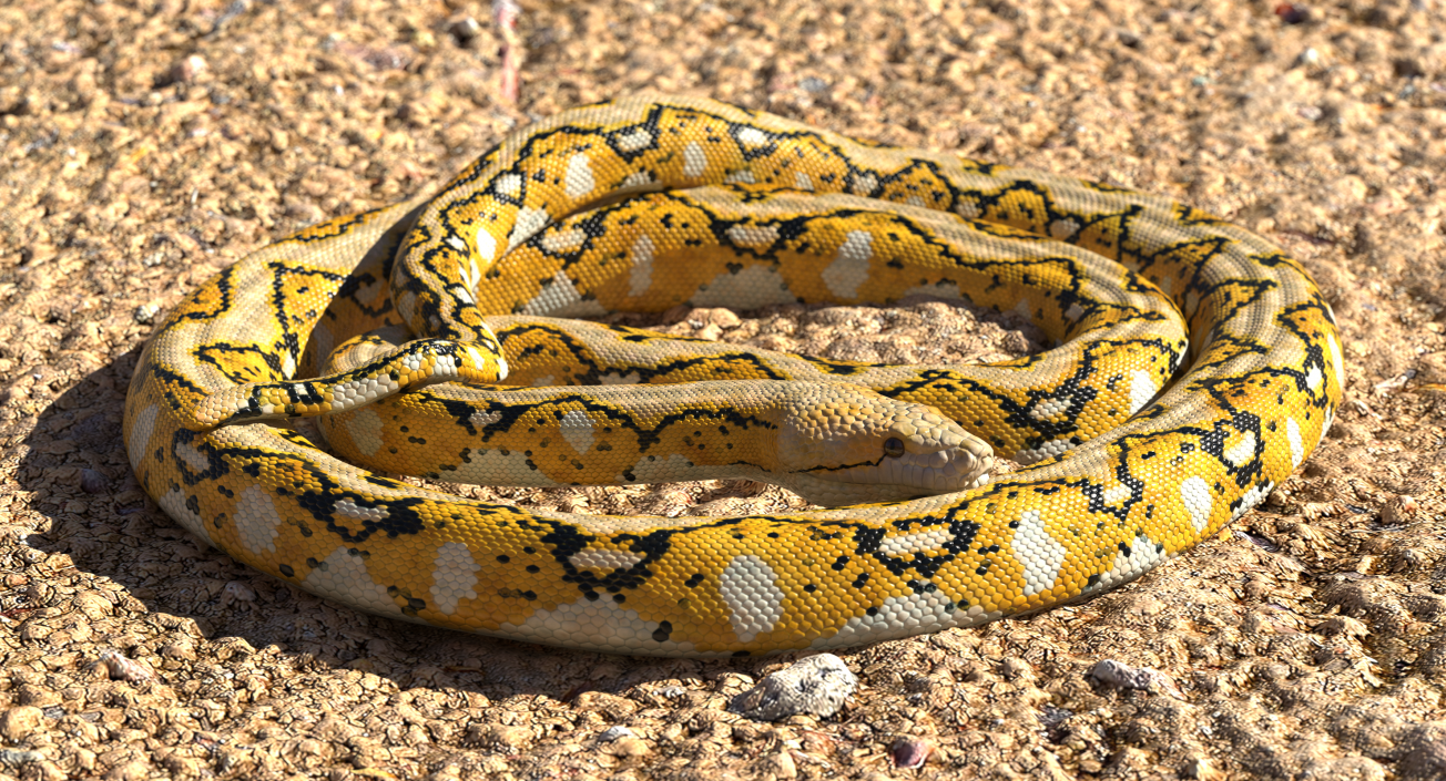 3D Yellow Python Snake Curled pose