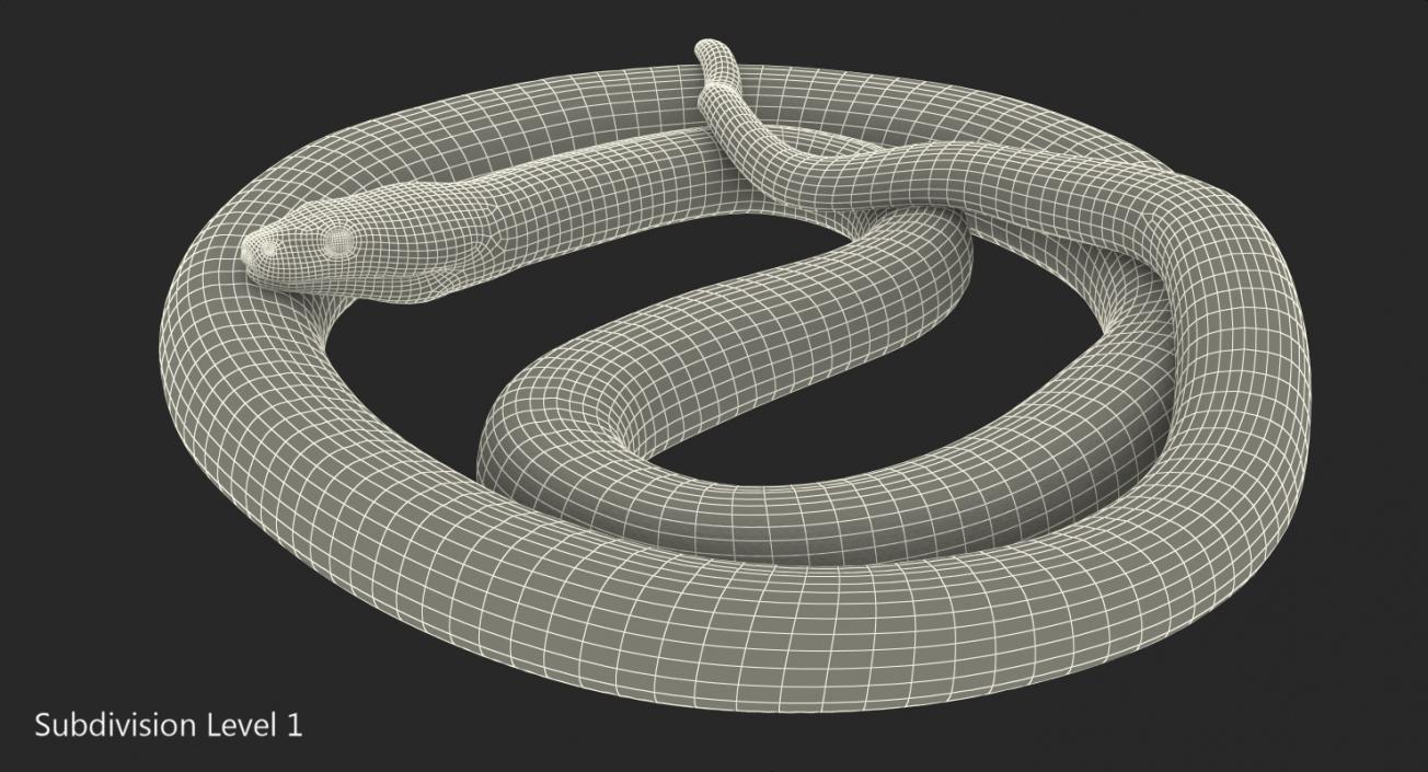 3D Yellow Python Snake Curled pose